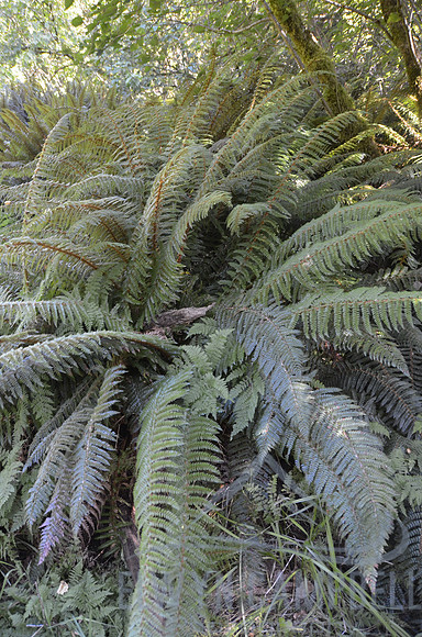 Routeburn Track