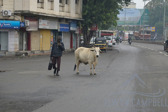 Cow on the road