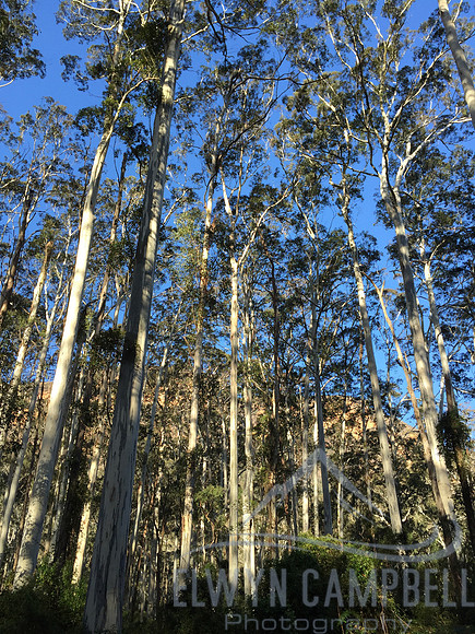 Blue Gum Forest
