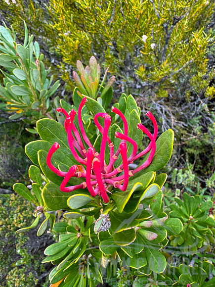 Overland Track