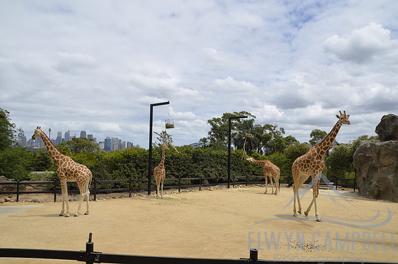 Taronga Zoo