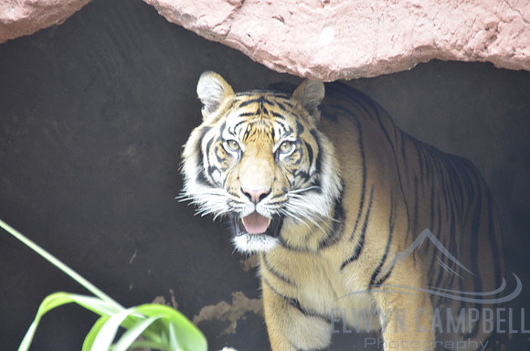 Taronga Zoo