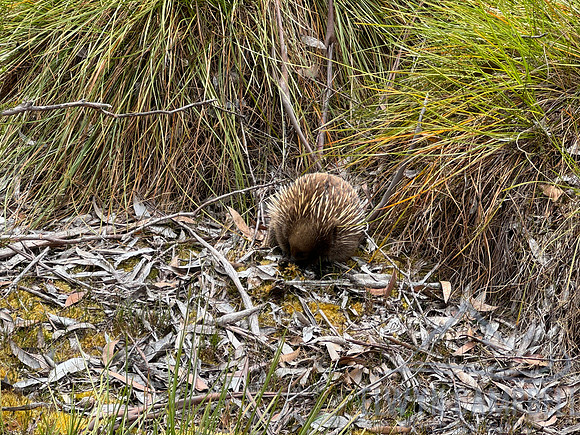 Overland Track