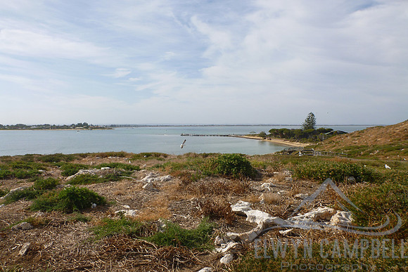 Penguin Island