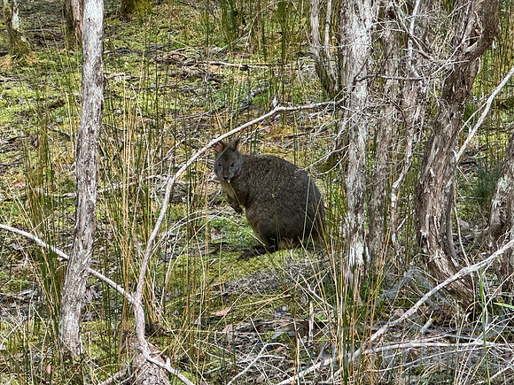 Overland Track