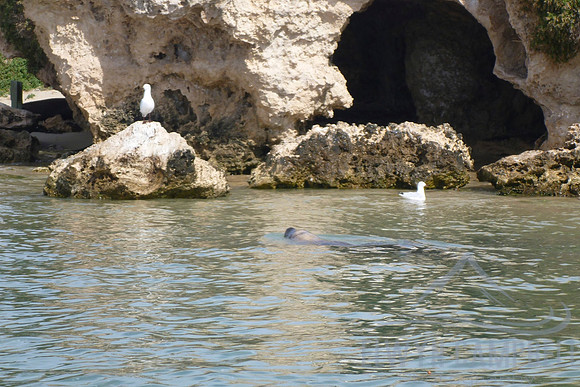 Sea Lion
