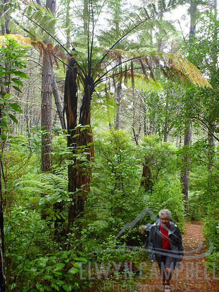 Rainforest walk near Okuia Point