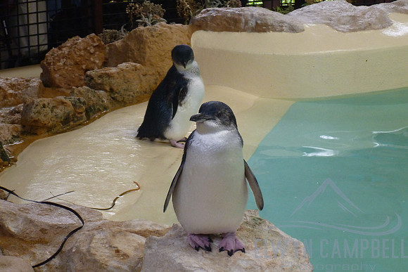 Fairy Penguin