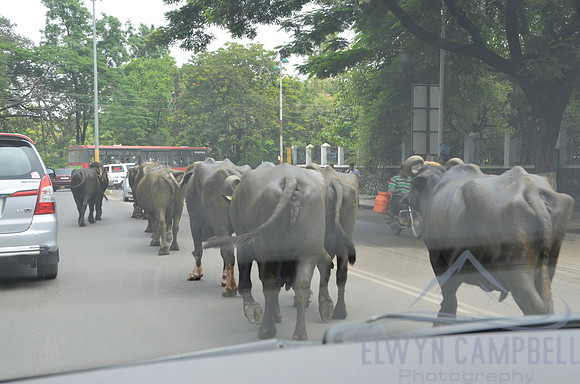 Cows