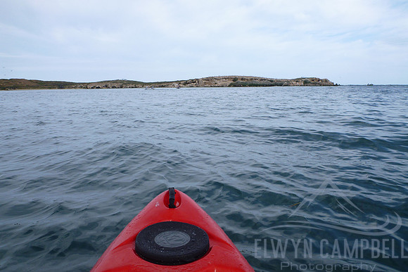 Kayaking towards Penguin Island