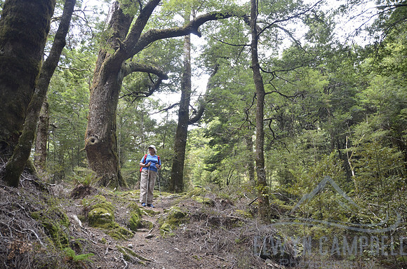 Wilkin River Forest