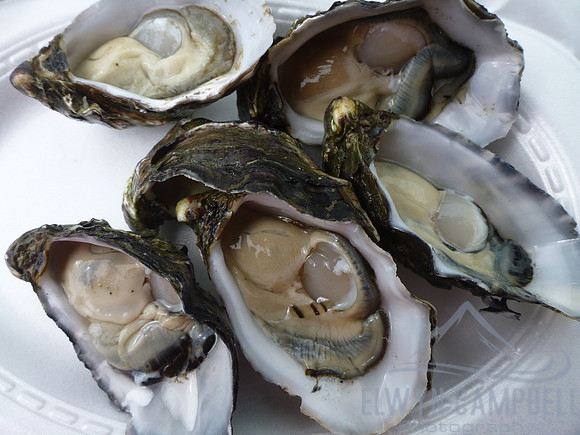 Oysters
