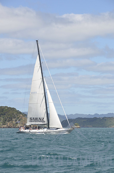 Lion New Zealand