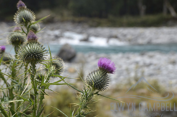 Thistle