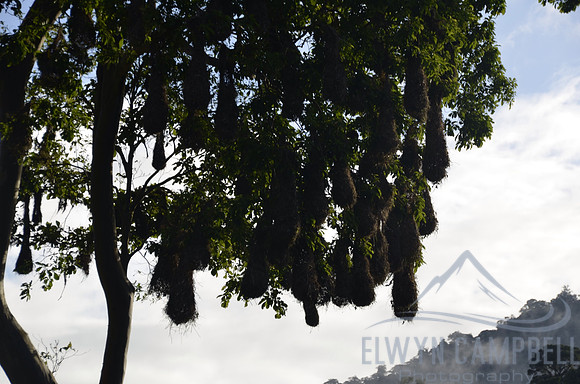 Bird nests