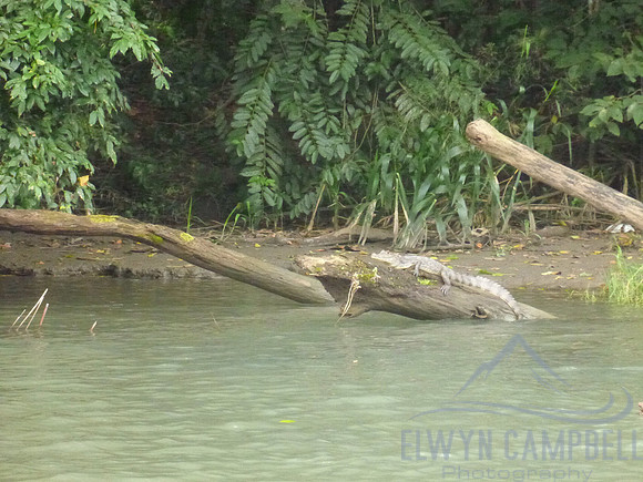Crocodile