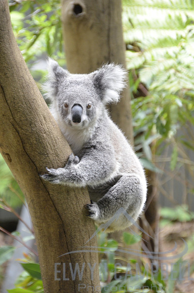 Taronga Zoo