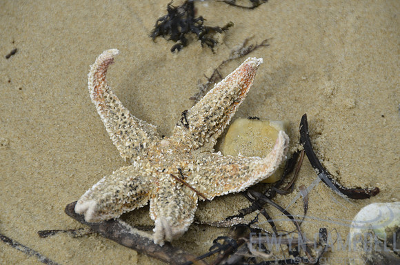 Starfish, Randalls Bay Beach