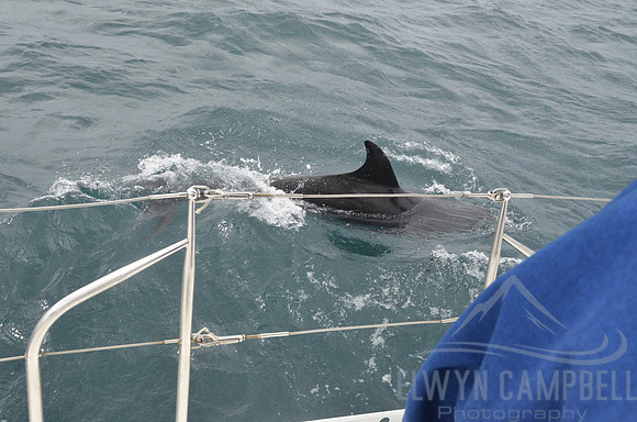 Dolphin