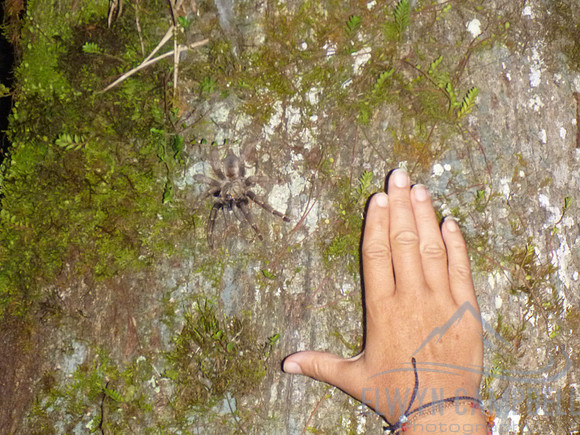 Tarantula