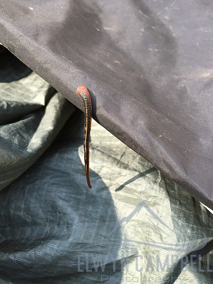 Leech