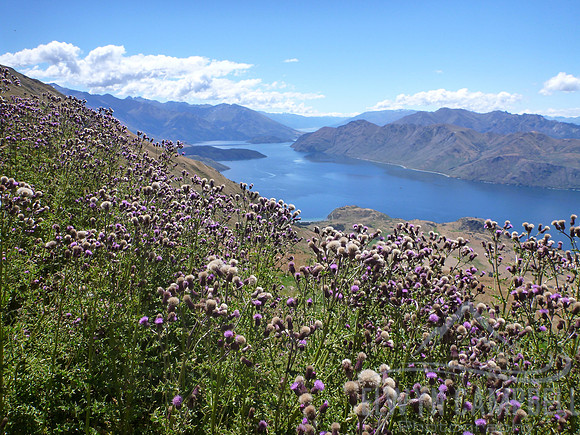 Lake Wanaka