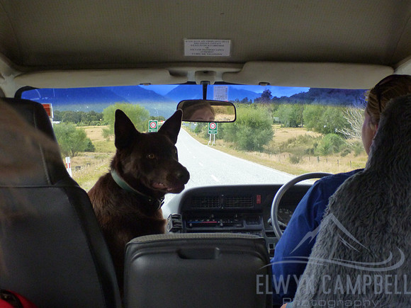 "Aussie" the dog