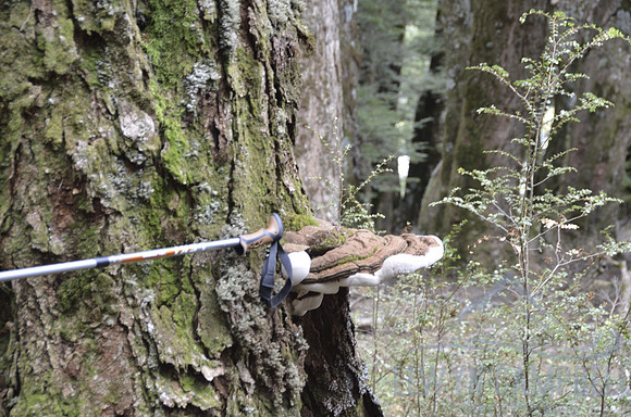 Giant fungus