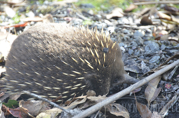 Echidna